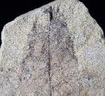 Carya serrifolia (GOEPPERT) - Bild © FossNet FossilienStore
